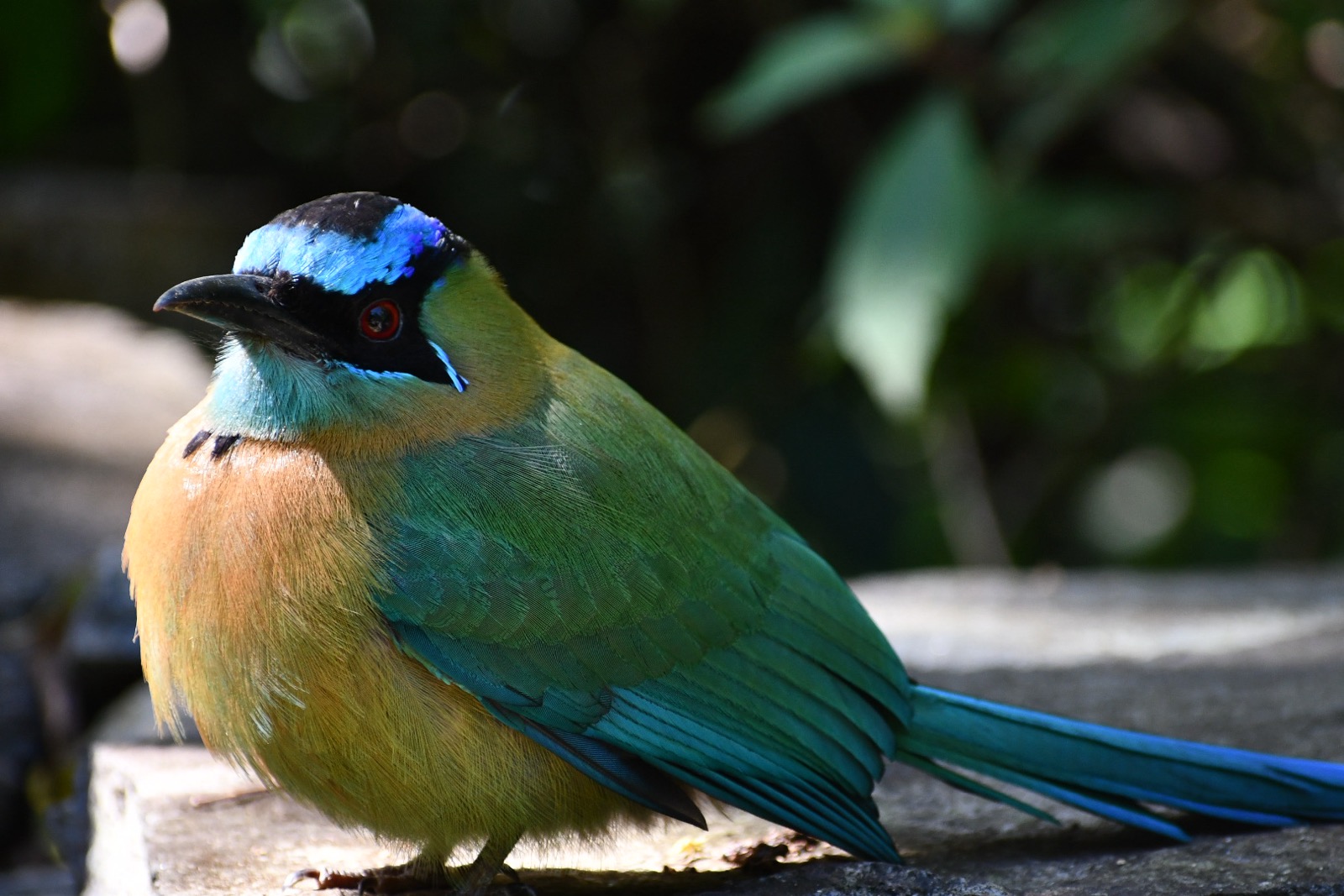 Monteverde, Costa Rica