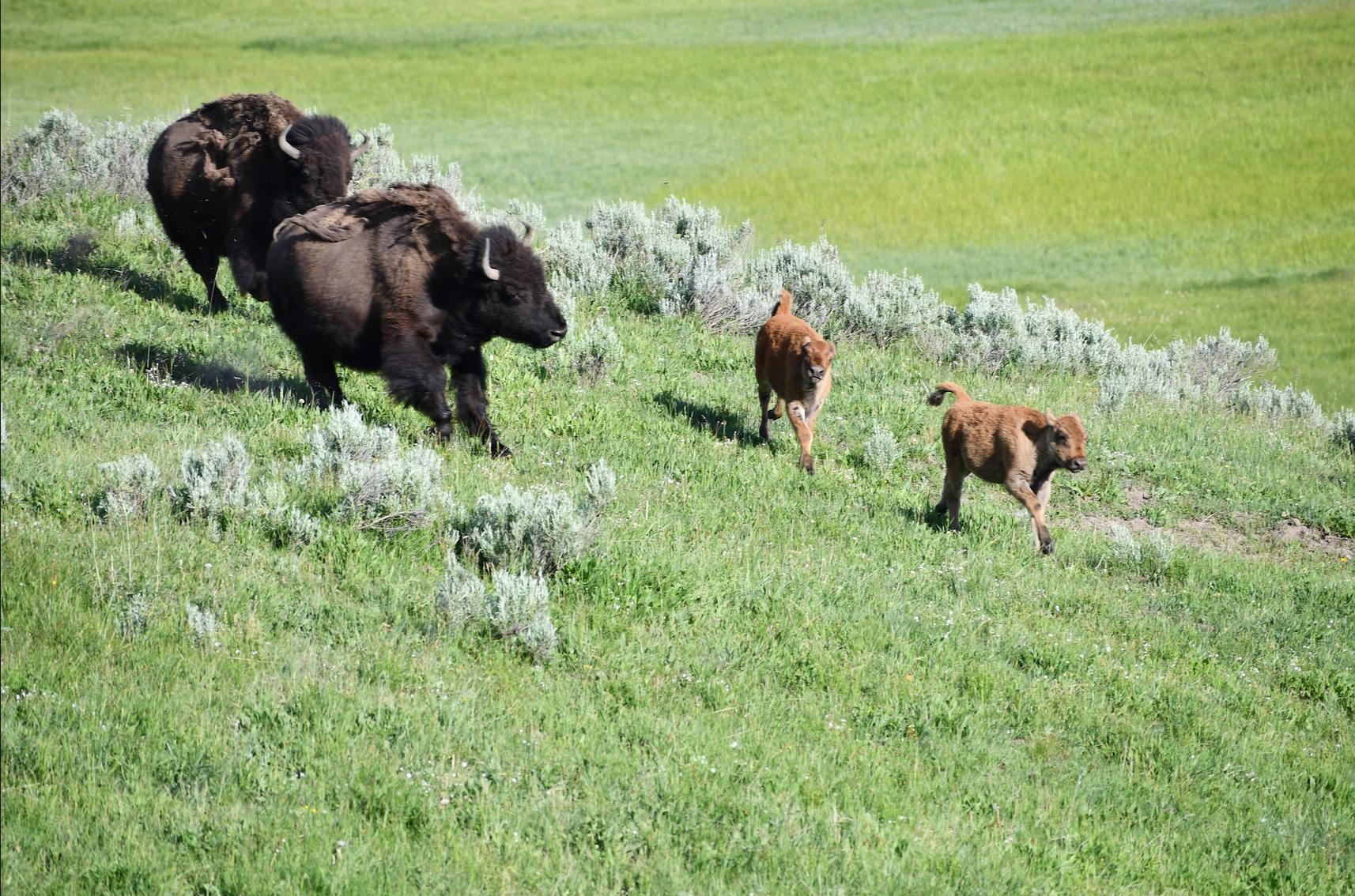 Yellowstone National Park